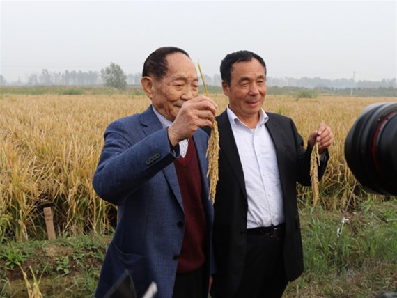 河北硅谷肥業(yè)有機(jī)硅水溶緩釋肥助力“超級稻”再創(chuàng)世界紀(jì)錄！